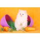 Schöne persian - Kater