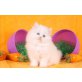 Schöne persian  - Kater