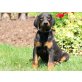Schöner Dobermann -Welpen, Dobermann - Hündin