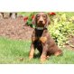 Schöner Dobermann -Welpen, Dobermann - Hündin