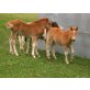 Schöner Fuchs / Mix Reitpony und Haflinger - Hengst