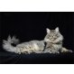 Schöner Sibirischer Kater , Sibirische Katze - Kater
