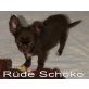 Schoki, Chihuahua langhaariger Schlag Welpen - Rüde