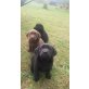 Schoki und Anni, Labrador Retriever Welpen - Hündin