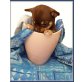 Schoko, Chihuahua kurzhaariger Schlag Welpen - Rüde