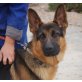 Schoko, Deutscher Schäferhund - Rüde
