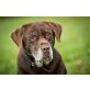 Schoko, Labrador -Mix  - Rüde