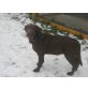 Schoko, Labrador Retriever - Rüde