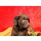 Schoko, Labrador Retriever Welpen - Rüde