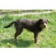 Schoko, Terrier-Mix - Hündin