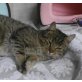 Schopen, Mischling - Kater