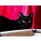 Schorschi - Kater
