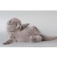Schottische Faltohrenkatze - Kater