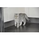 Schottische Faltohrenkatze - Kater