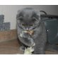 Schottische Faltohrenkatze - Kater