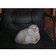 Schottische Faltohrenkatze - Kater