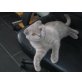 Schottische Faltohrenkatze - Kater