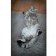 Schottische Faltohrenkatze - Kater