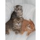 Schottische Faltohrenkatze - Kater