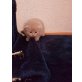 Schottische Faltohrenkatze - Kater