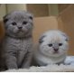 Schottische Faltohrenkatze - Kater