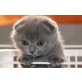 Schottische Faltohrenkatze - Kater