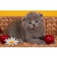 Schottische Faltohrenkatze - Katze