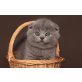 Schottische Faltohrenkatze - Katze