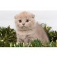 Schottische Faltohrenkatze - Katze