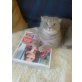 Schottische Faltohrenkatze - Katze