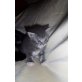 Schottische Faltohrenkatze - Katze