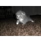 Schottische Faltohrenkatze - Katze