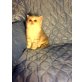 Schottische Faltohrenkatze - Katze