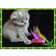 Schottische Faltohrenkatze - Katze