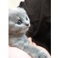 Schottische Faltohrenkatze - Katze