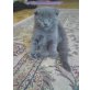 Schottische Faltohrenkatze - Katze
