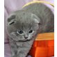 Schottische Faltohrenkatze - Katze