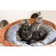 Schottische Faltohrenkatze - Katze