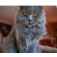 Schottische Faltohrenkatze - Katze