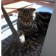 Schottische Faltohrenkatze - Katze