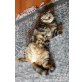 Schottische Faltohrenkatze - Katze