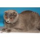 Schottische Faltohrenkatze - Katze