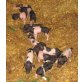 Schwäbisch-Hällisches Landschwein - männlich