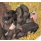 Schwäbisch-Hällisches Landschwein - männlich