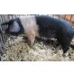 Schwäbisch-Hällisches Landschwein - männlich