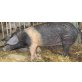 Schwäbisch-Hällisches Landschwein - weiblich