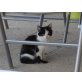 Schwarz-Weiße Katze - Katze