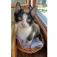 Schwarz-weiße junge Katze - Katze