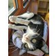 Schwarz-weiße junge Katze - Katze