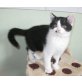 Schwarz-weisser BKH Junge, Britisch Kurzhaarkatze - Kater